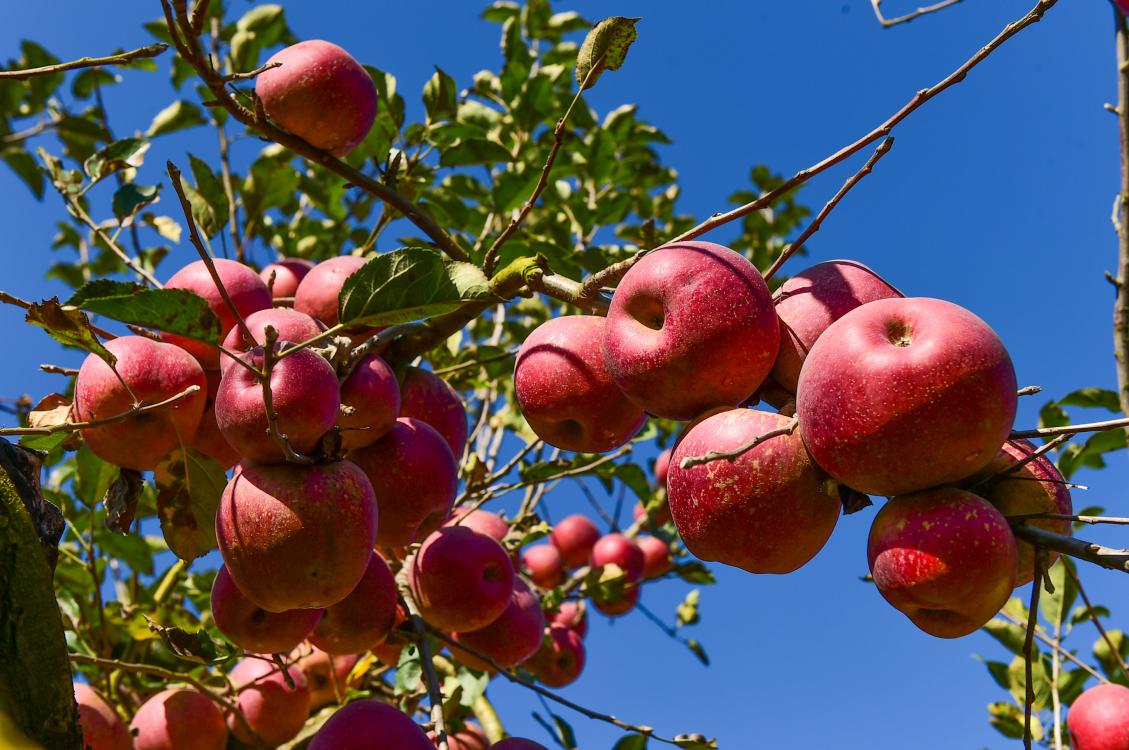 china-fresh-fruit-and-produce-news-produce-report